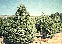 Growing Living Christmas Trees and Eco-Friendly Christmas Gifts